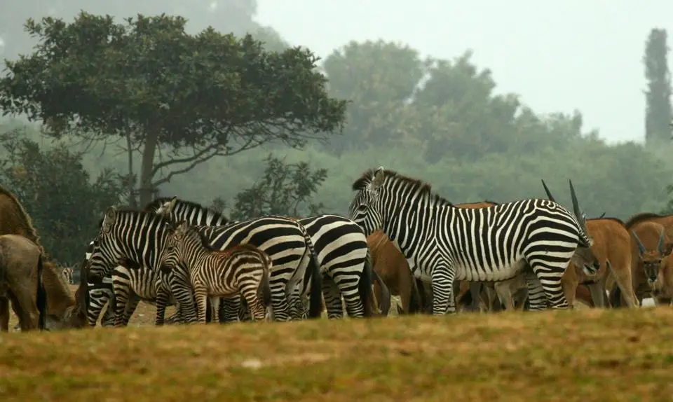 Is a Safari a Good Choice for a Family Vacation?