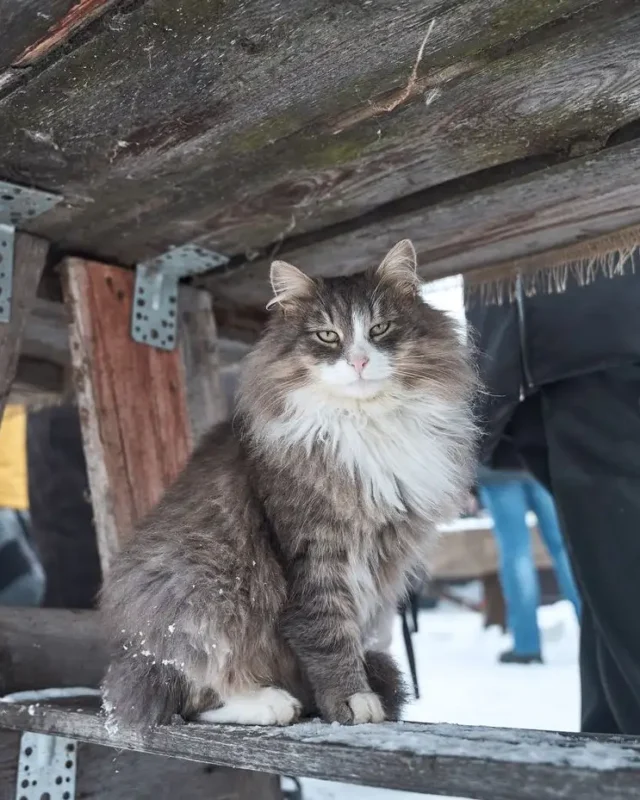 6 Fun Facts About Norwegian Forest Cats