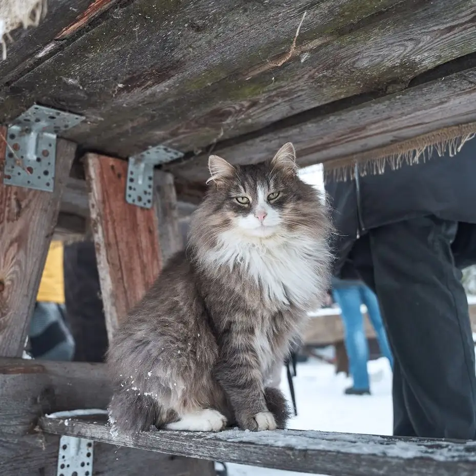 6 Fun Facts About Norwegian Forest Cats