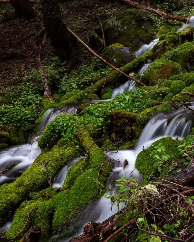 Eagle Falls Washington: Nature’s Hidden Paradise
