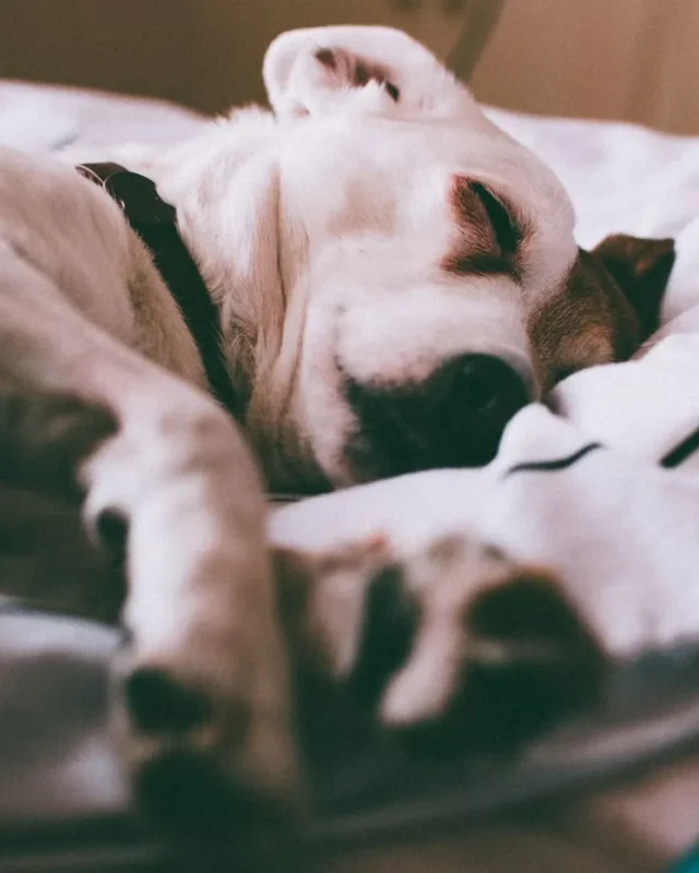 Everything Pet Parents Needs To Know About Dog Beds