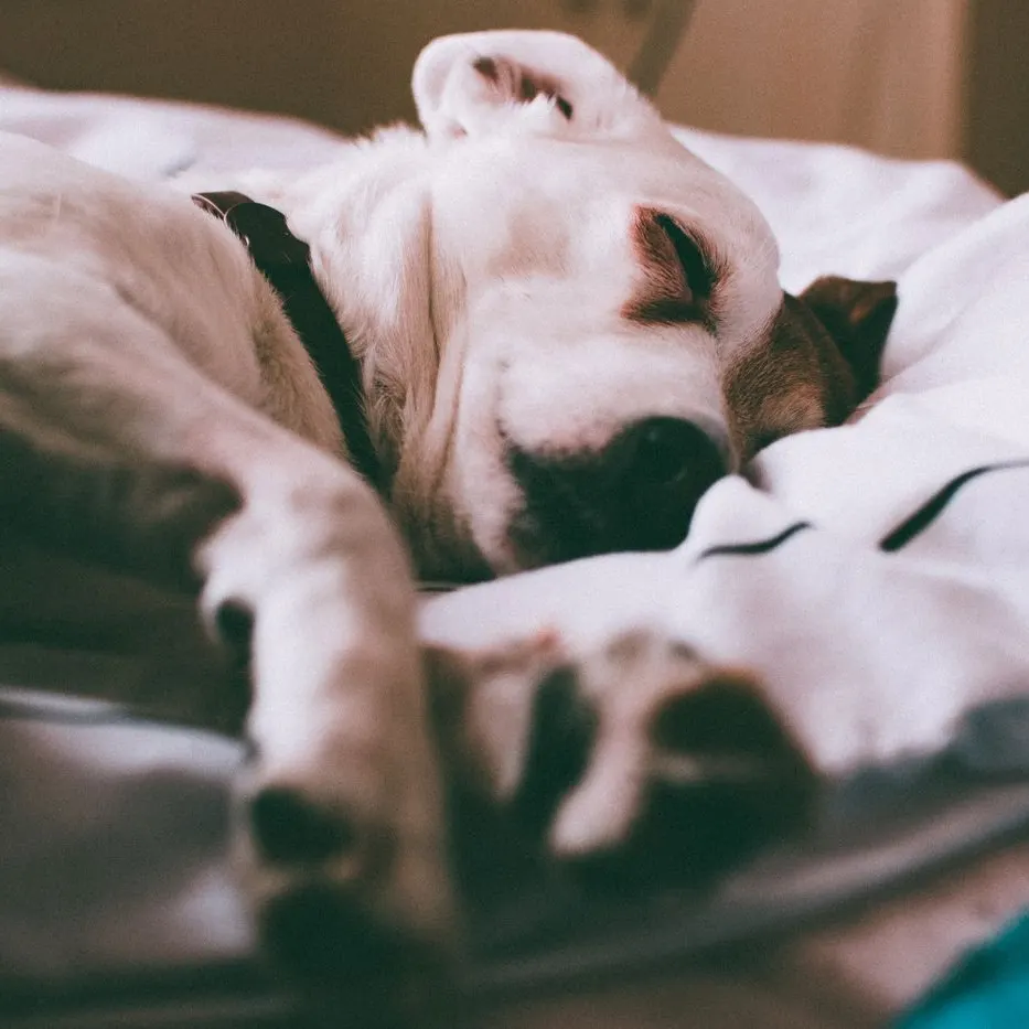 Everything Pet Parents Needs To Know About Dog Beds