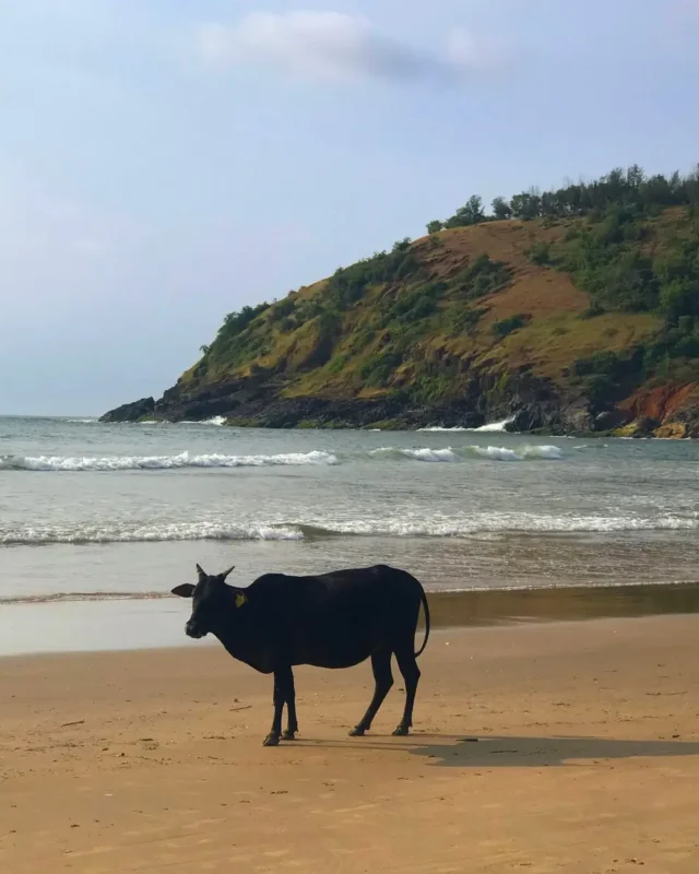 Gokarna Odyssey: Trekking the Riviera of Serenity