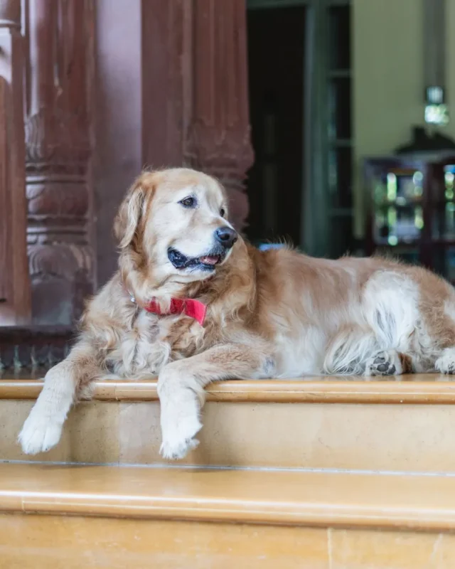 Top Pet-Friendly Hotels in Atlanta + Parks, Trails & Dining