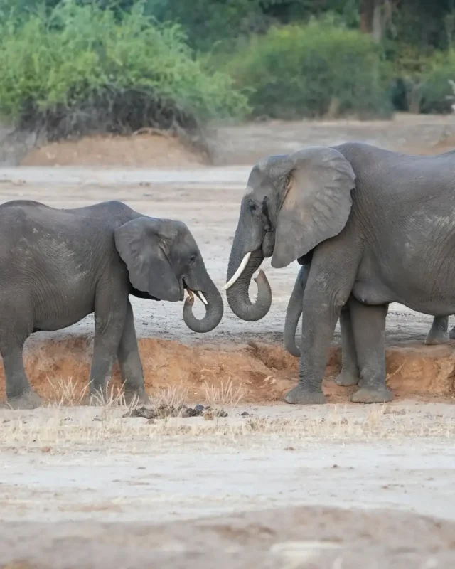 Is a Safari a Good Choice for a Family Vacation?