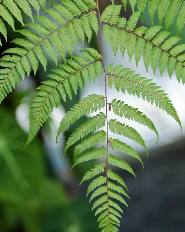 Tips and tricks for growing Japanese fern tree