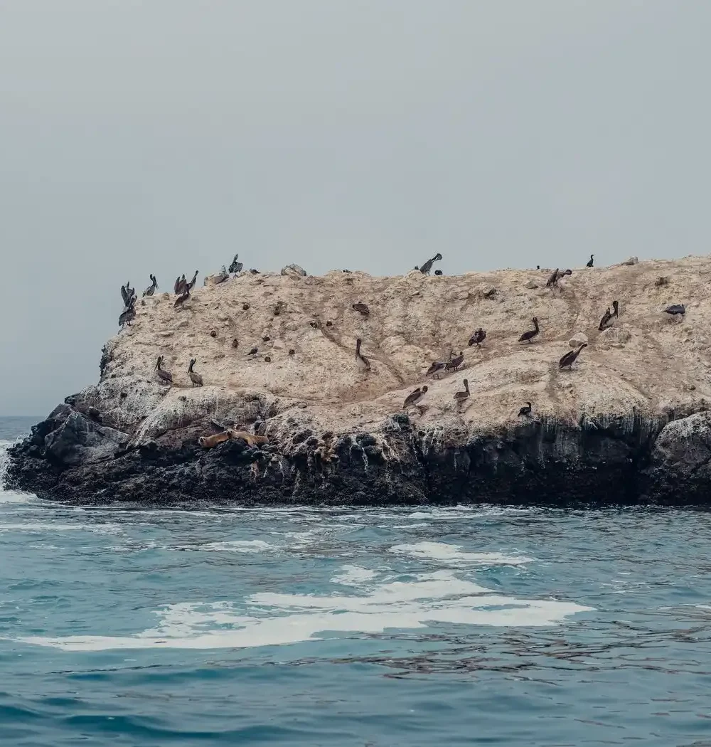 Pee Pee Island, Canada: An In-Depth Guide to North America’s Premier Seabird Sanctuary