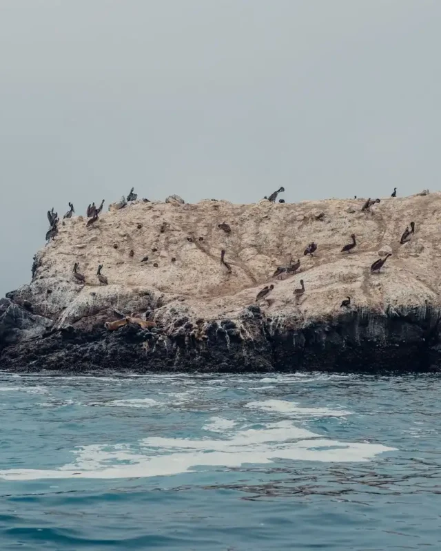 Pee Pee Island, Canada: An In-Depth Guide to North America’s Premier Seabird Sanctuary