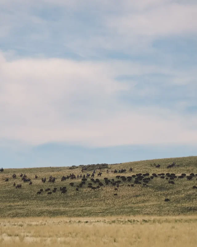 Taylor Sheridan Net Worth: The Fortune Behind the Mind of ‘Yellowstone’