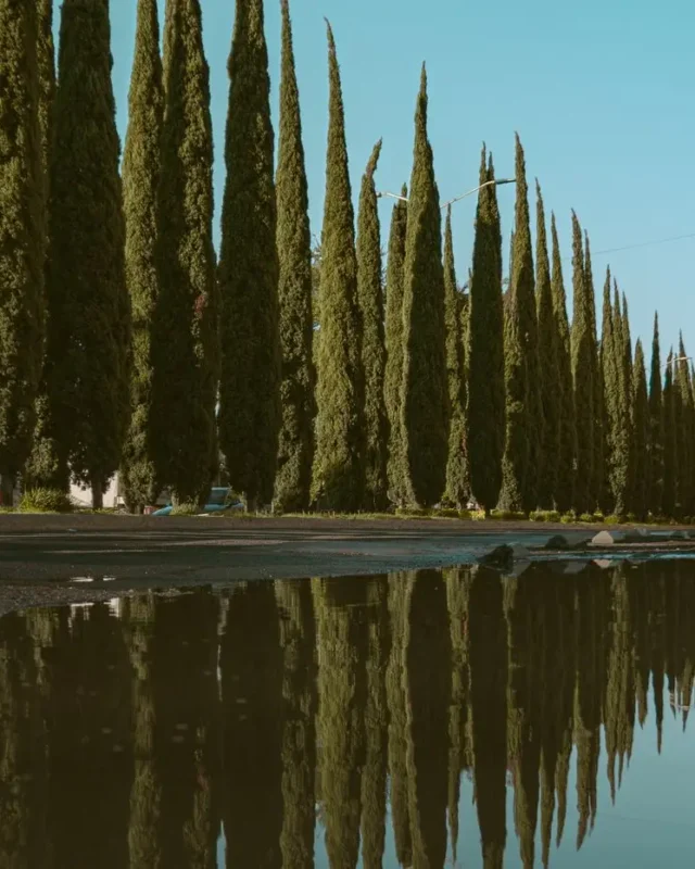 What Color is cypress?