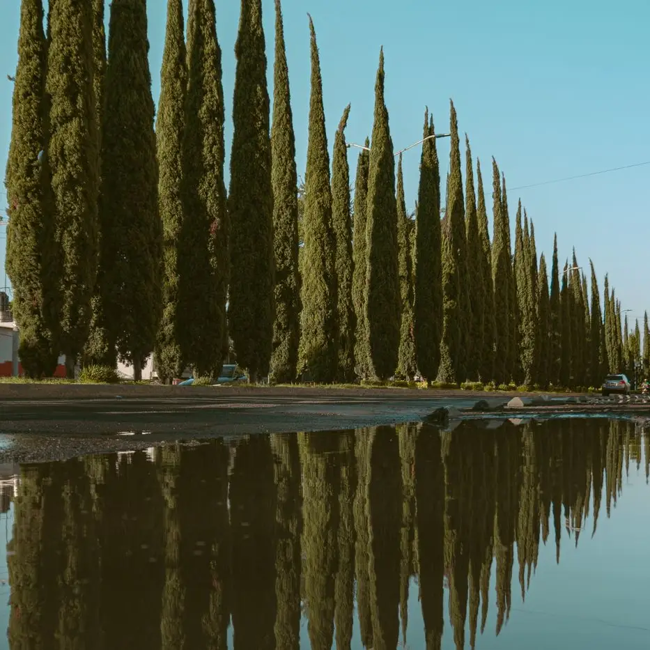 What Color is cypress?