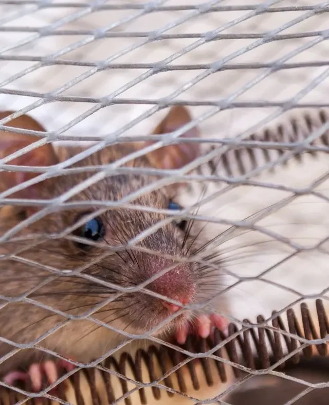 Why You Need to Hire Pest Control in Brandon, MS 