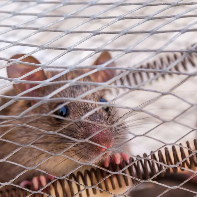 Why You Need to Hire Pest Control in Brandon, MS 