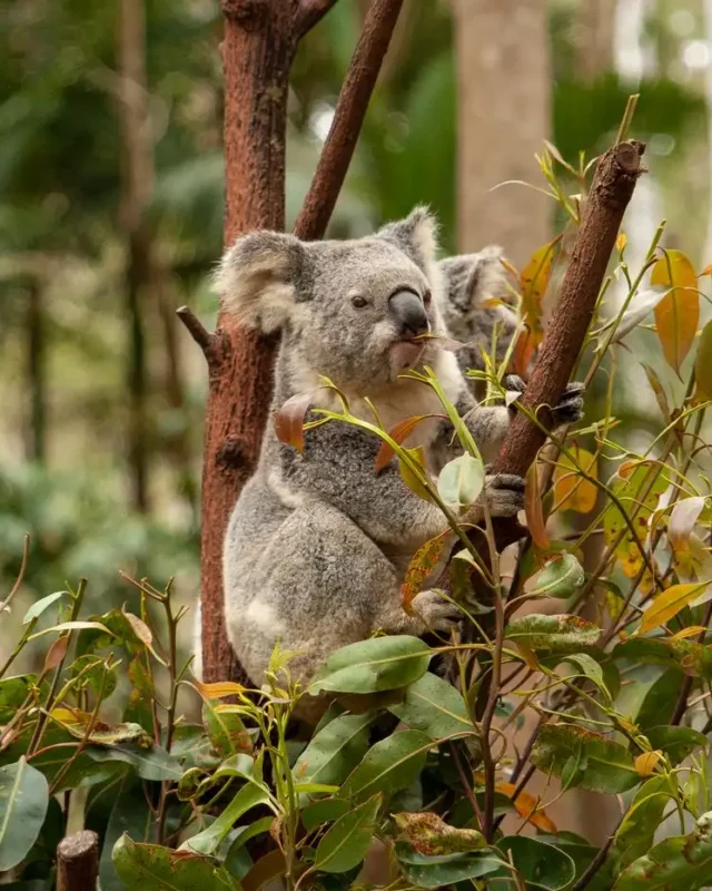 Exploring Queensland’s Wildlife & Wilderness: An Unforgettable Journey