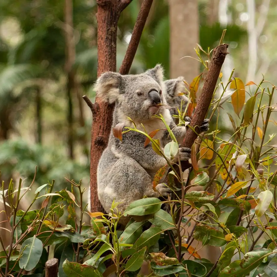 Exploring Queensland’s Wildlife & Wilderness: An Unforgettable Journey